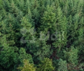 Prodej pozemku , les, Klterec nad Orlic (okres st nad Orlic) - exkluzivn