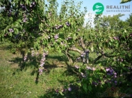 Prodej pozemku , zahrada, Čejč (okres Hodonín)