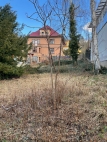Prodej pozemku , uren k vstavb RD, st nad Labem, Kle