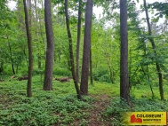 Prodej pozemku , les, Rozstn (okres Prostjov)