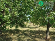Prodej pozemku , zahrada, Velk Pavlovice (okres Beclav)