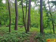 Prodej pozemku , les, Rozstn (okres Prostjov)