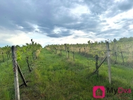 Prodej pozemku , zvltn, Nov aldorf-Sedleovice, Nov aldorf (okres Znojmo)