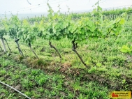 Prodej pozemku , zvltn, Nmiky (okres Beclav)