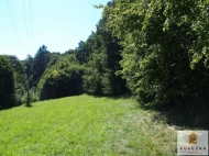 Prodej pozemku 1 997 m2, les, D�v�� Hrad (okres Brunt�l) - exkluzivn�