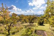 Prodej pozemku , zahrada, P��chovice (okres Plze�-jih)