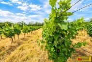 Prodej pozemku , zvl�tn�, Troskotovice (okres Brno-venkov)