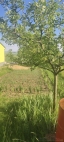 Prodej pozemku , ur�en� k v�stavb� RD, Vini�n� �umice (okres Brno-venkov) - exkluzivn�