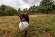 Prodej pozemku , ur�en� k v�stavb� RD, Py�ely, Borov� Lhota (okres Bene�ov) - exkluzivn�